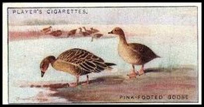 19 Pink footed Goose